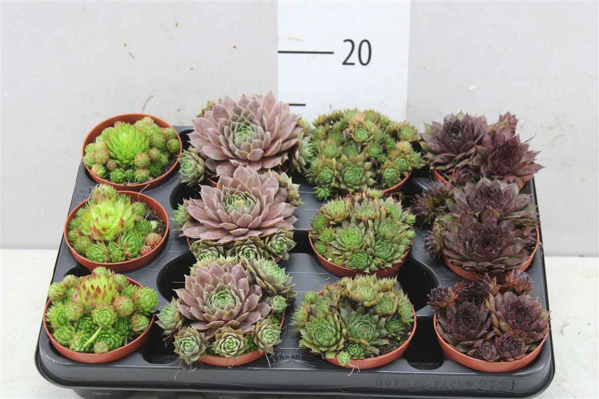 Горшечные цветы и растения оптом Sempervivum Mix от 12шт из Голландии с доставкой по России