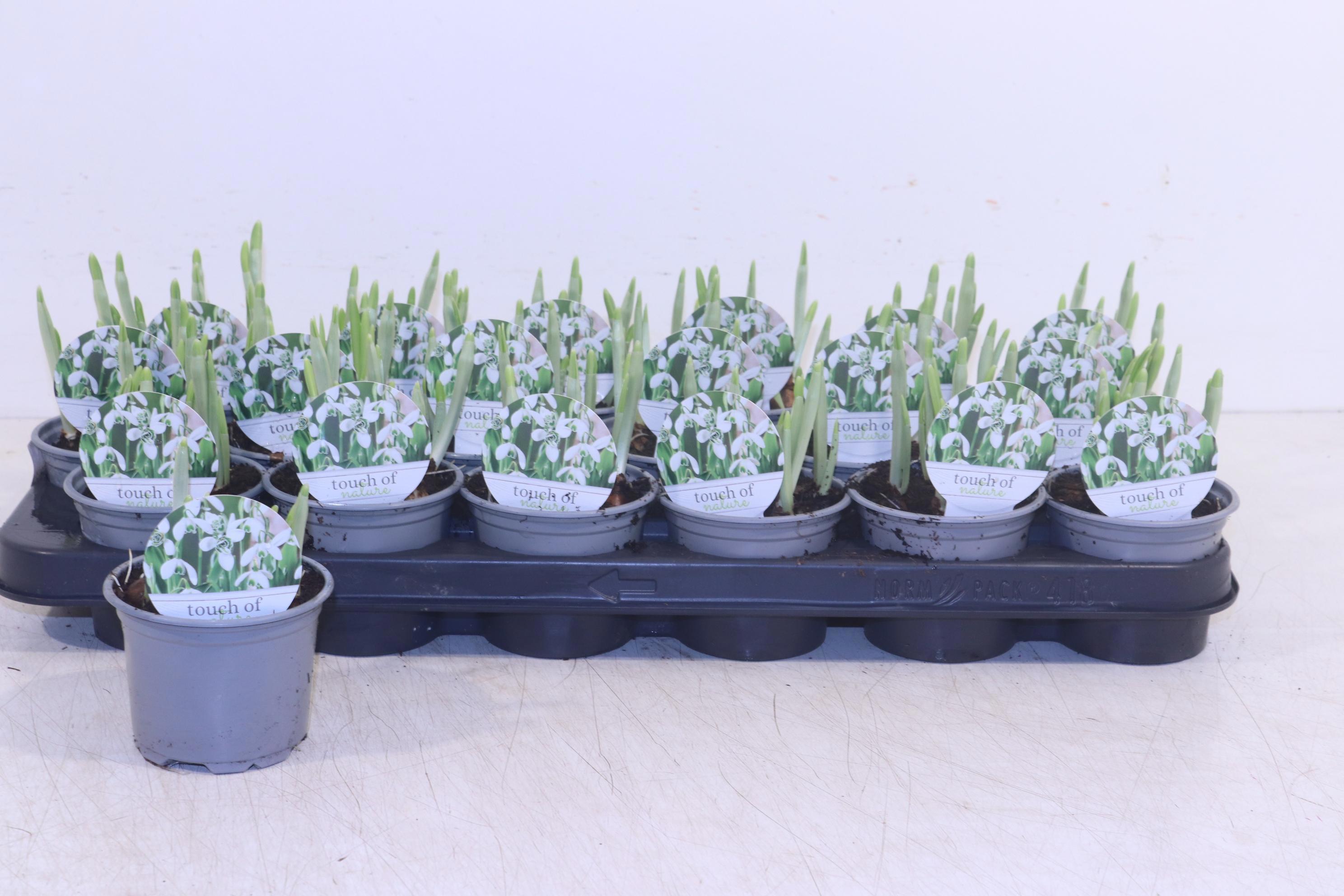 Горшечные цветы и растения оптом Galanthus Hippolyta от 18шт (для телеги) из Голландии с доставкой по России