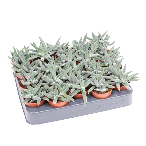 Горшечные цветы и растения оптом Crassula Silver от 20шт (для телеги) из Голландии с доставкой по России