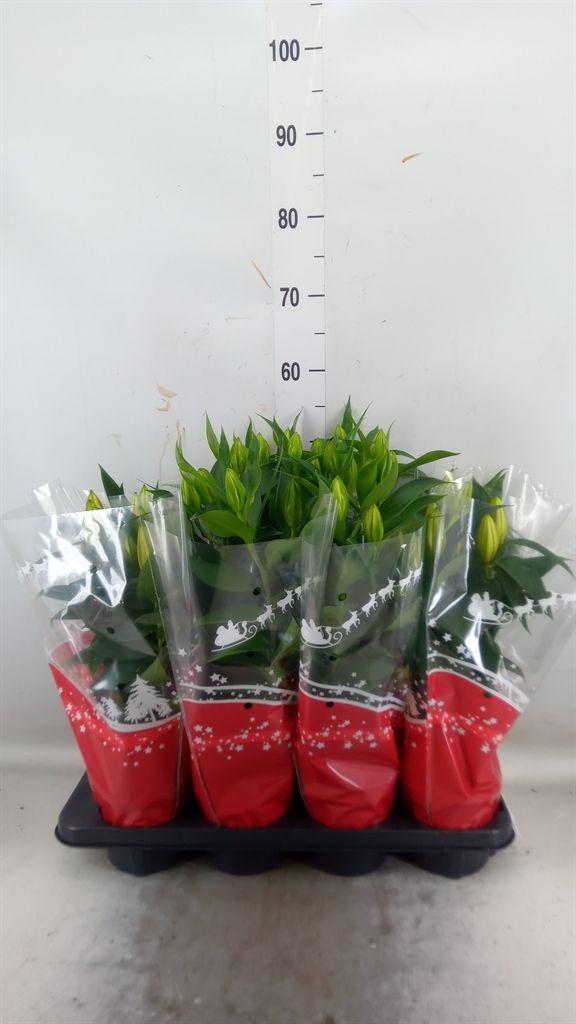 Горшечные цветы и растения оптом Lilium Ori.   ...mix от 8шт из Голландии с доставкой по России