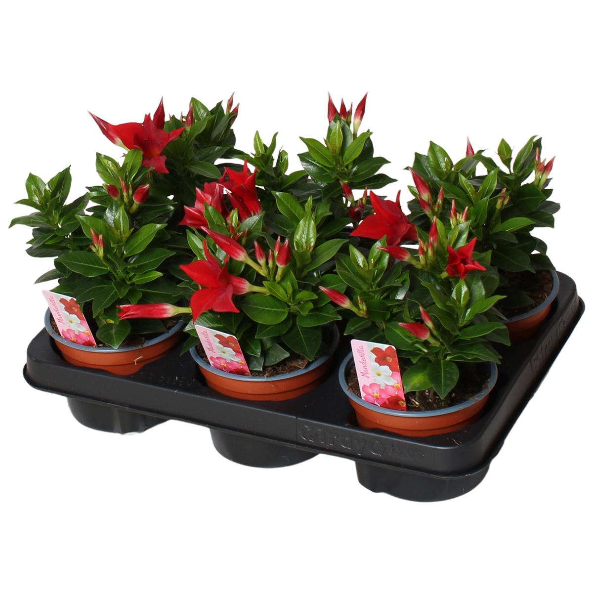 Горшечные цветы и растения оптом Mandevilla Rio, Rood 3 Stek Per Pot от 6шт из Голландии с доставкой по России