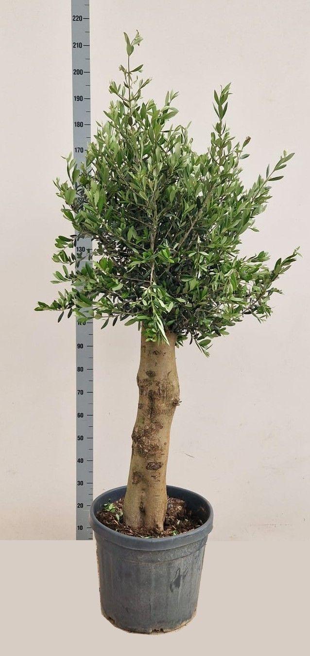 Горшечные цветы и растения оптом Olea Europaea от 1шт из Голландии с доставкой по России