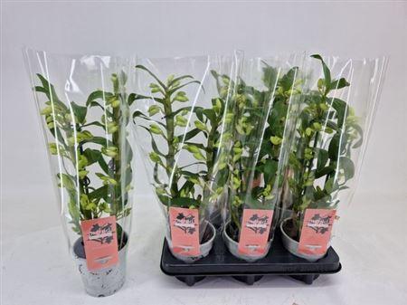 Горшечные цветы и растения оптом Dendr N S C Apollon Wild * Spring Deal * от 6шт из Голландии с доставкой по России
