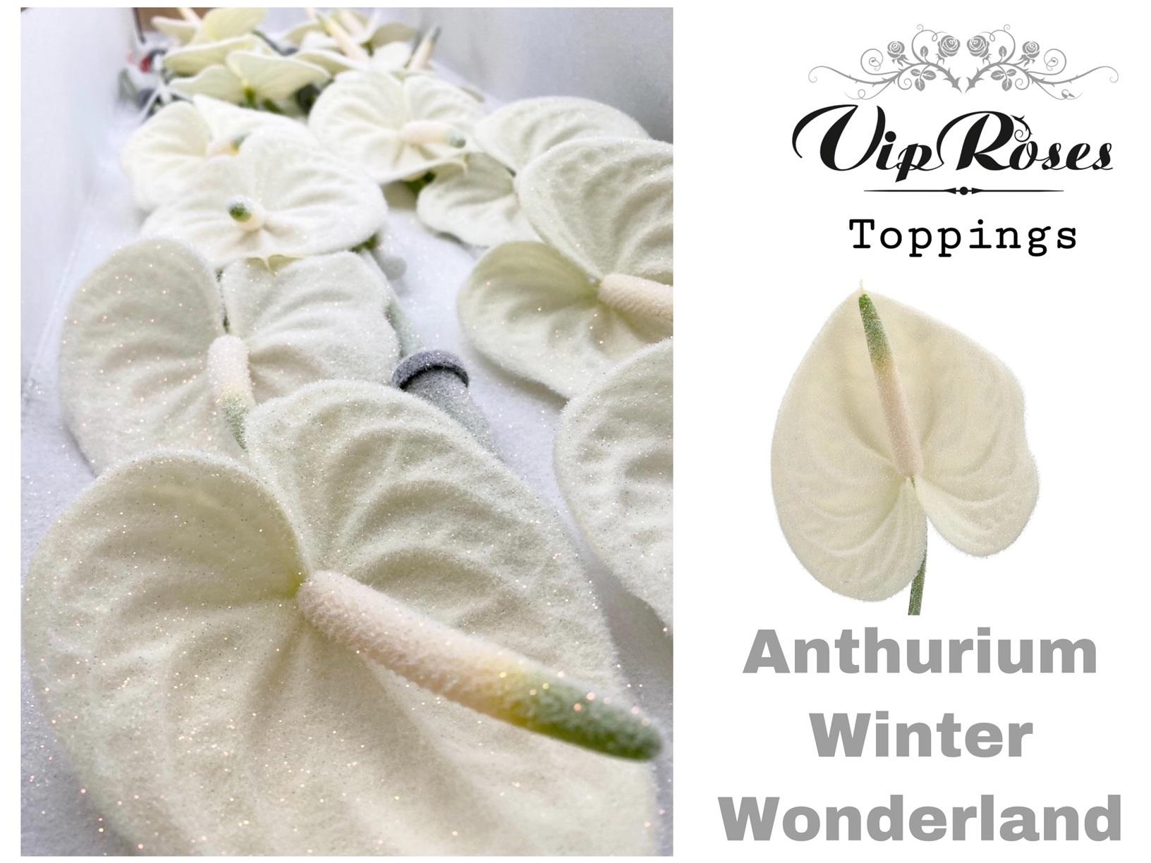 Срезанные цветы оптом Anthurium paint winter wonderland от 16шт из Голландии с доставкой по России