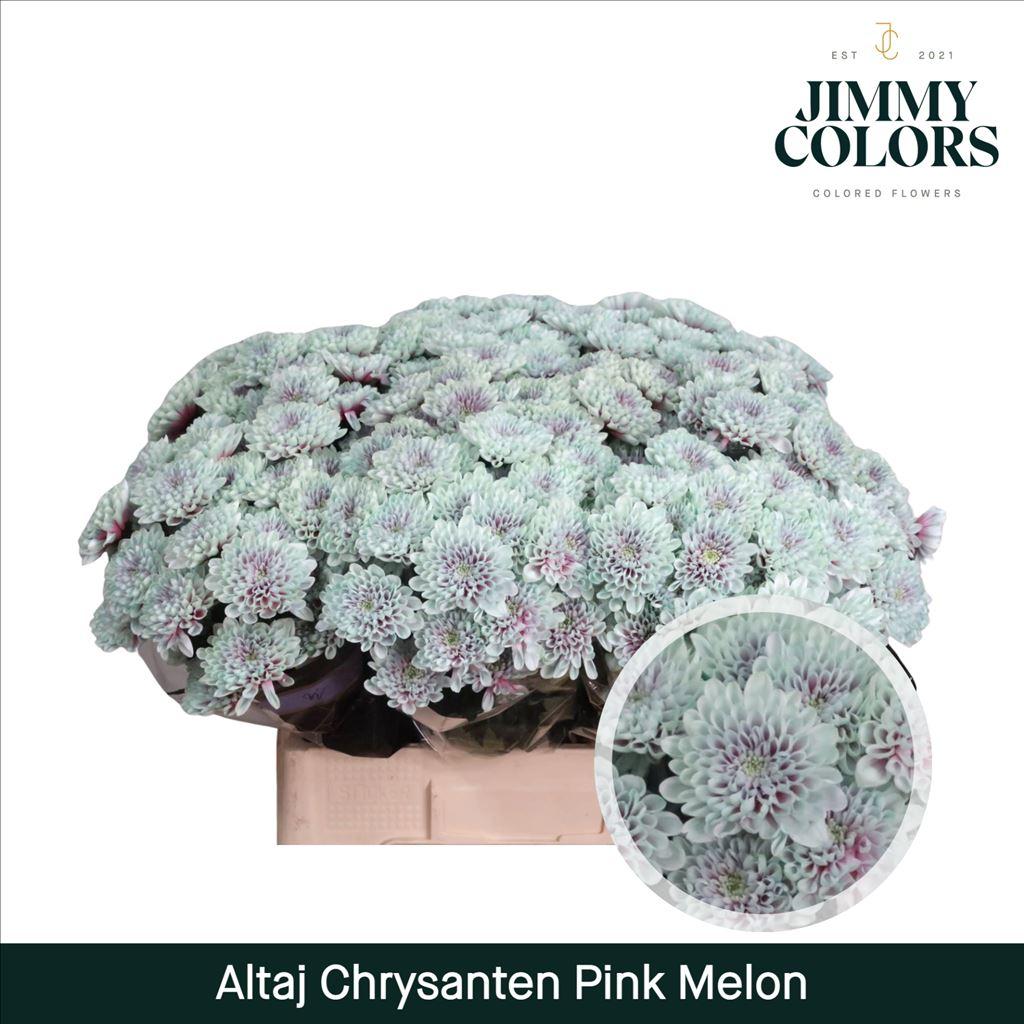 Срезанные цветы оптом Chrys sp paint altaj pink melon от 40шт из Голландии с доставкой по России