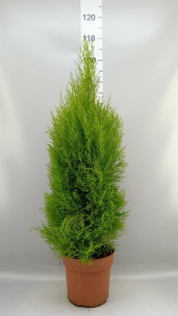 Горшечные цветы и растения оптом Cupressus Macro. goldcrest Wilma от 1шт из Голландии с доставкой по России