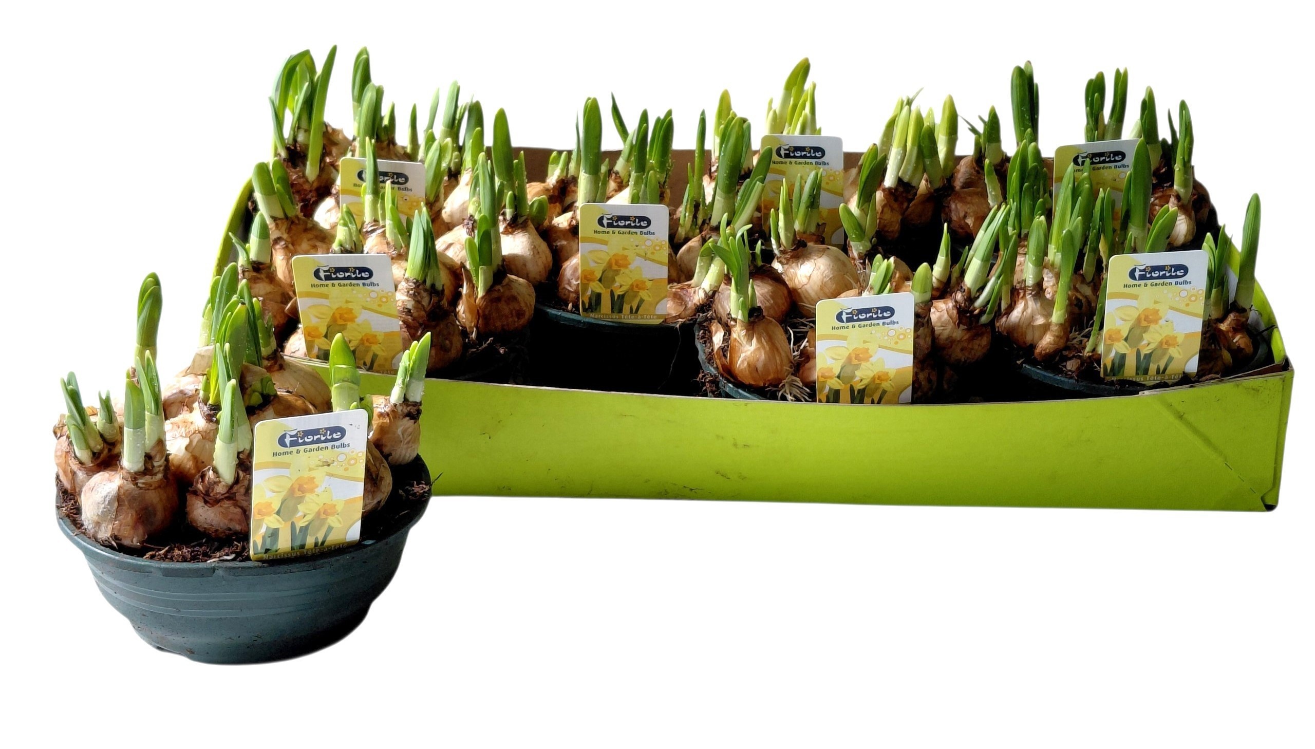 Горшечные цветы и растения оптом Narc O Tete A Tete от 7шт из Голландии с доставкой по России