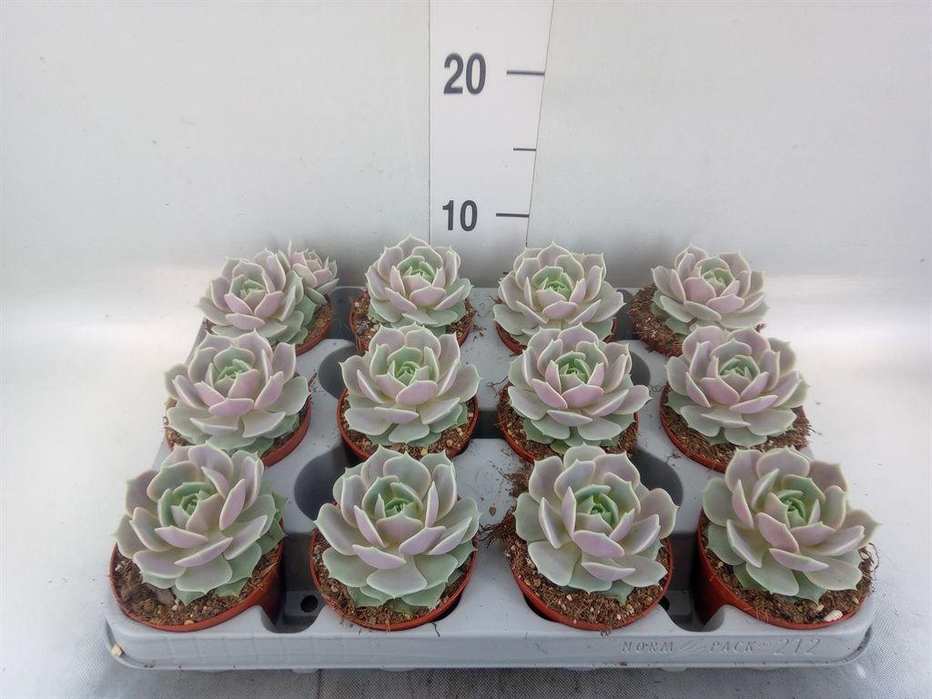 Горшечные цветы и растения оптом Echeveria   ... от 12шт (для телеги) из Голландии с доставкой по России