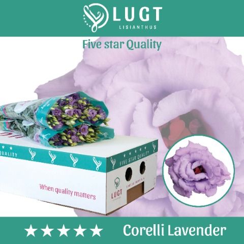 Срезанные цветы оптом Lisianthus do corelli lavender от 60шт. из Голландии с доставкой по России