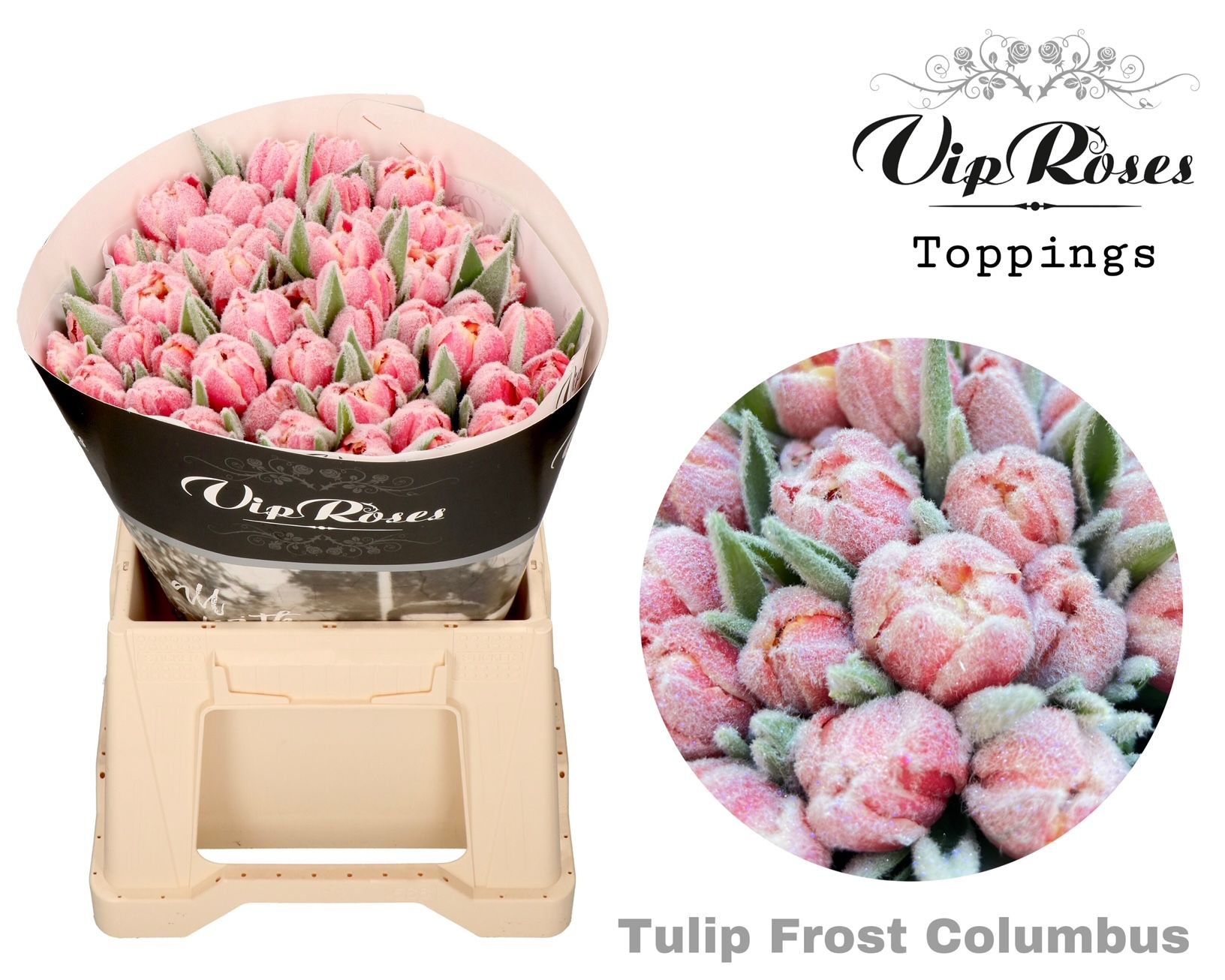 Срезанные цветы оптом Tulipa si paint frost columbus от 50шт из Голландии с доставкой по России