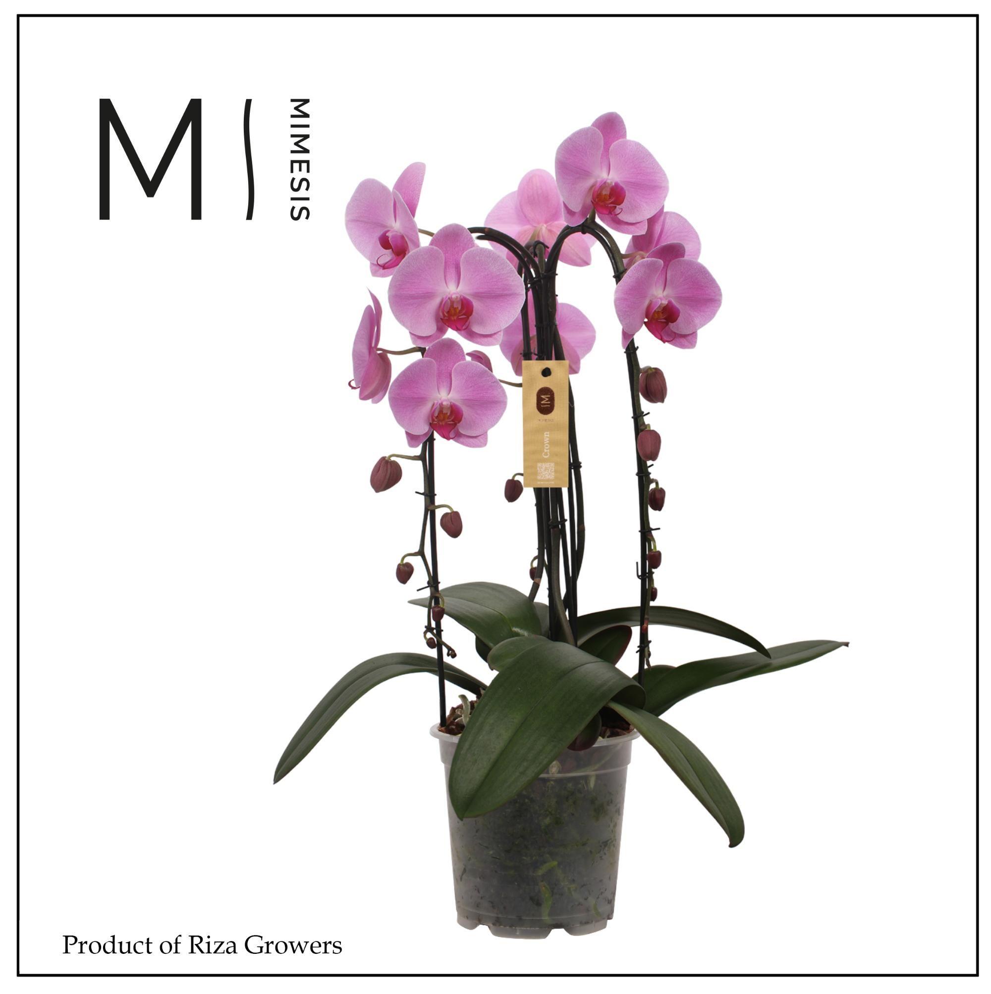 Горшечные цветы и растения оптом Phal 3st Crown Pink 24+ (mimesis) от 2шт из Голландии с доставкой по России