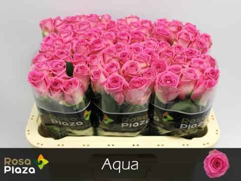 Срезанные цветы оптом Rosa la aqua! от 80шт из Голландии с доставкой по России