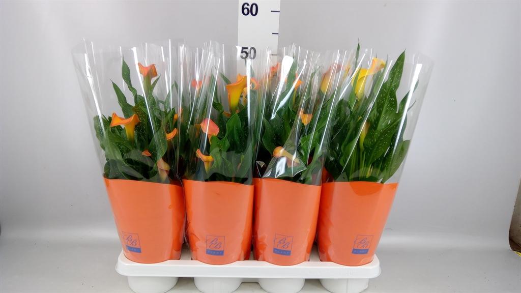 Горшечные цветы и растения оптом Zantedeschia ... от 7шт из Голландии с доставкой по России