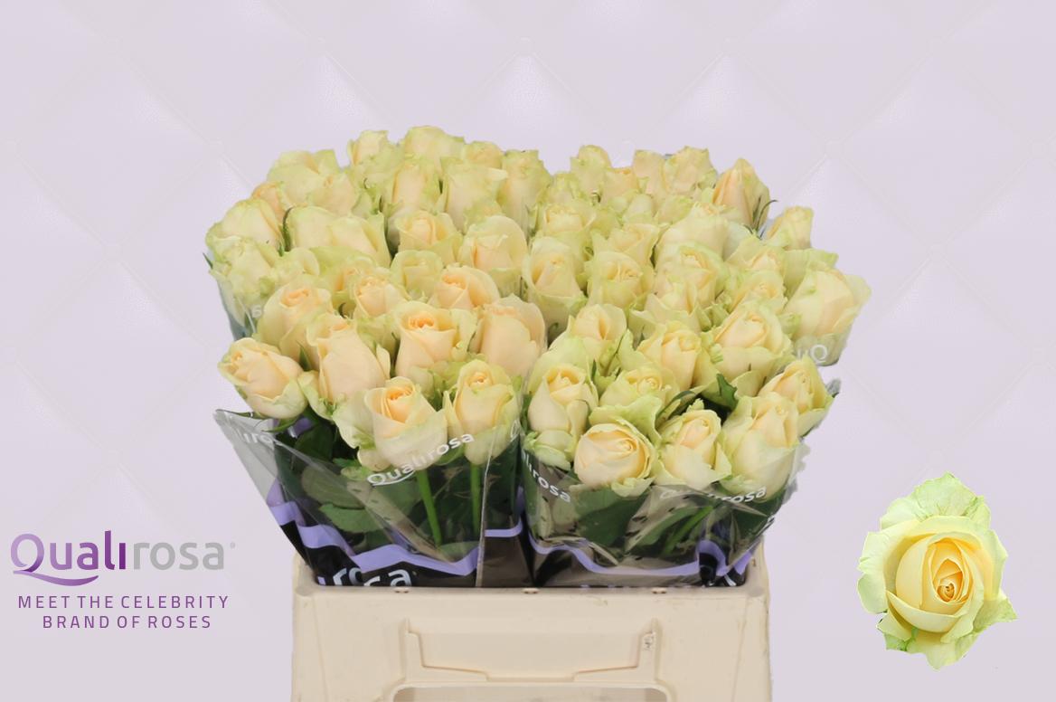 Срезанные цветы оптом Rosa large magic avalanche+ от 60шт из Голландии с доставкой по России