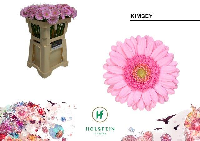 Срезанные цветы оптом Germini kimsey от 80шт. из Голландии с доставкой по России