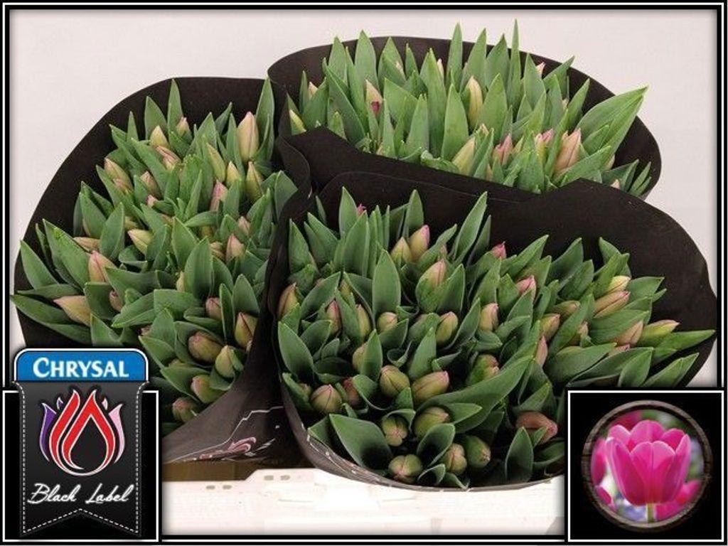 Срезанные цветы оптом Tulipa si barcelona от 150шт из Голландии с доставкой по России
