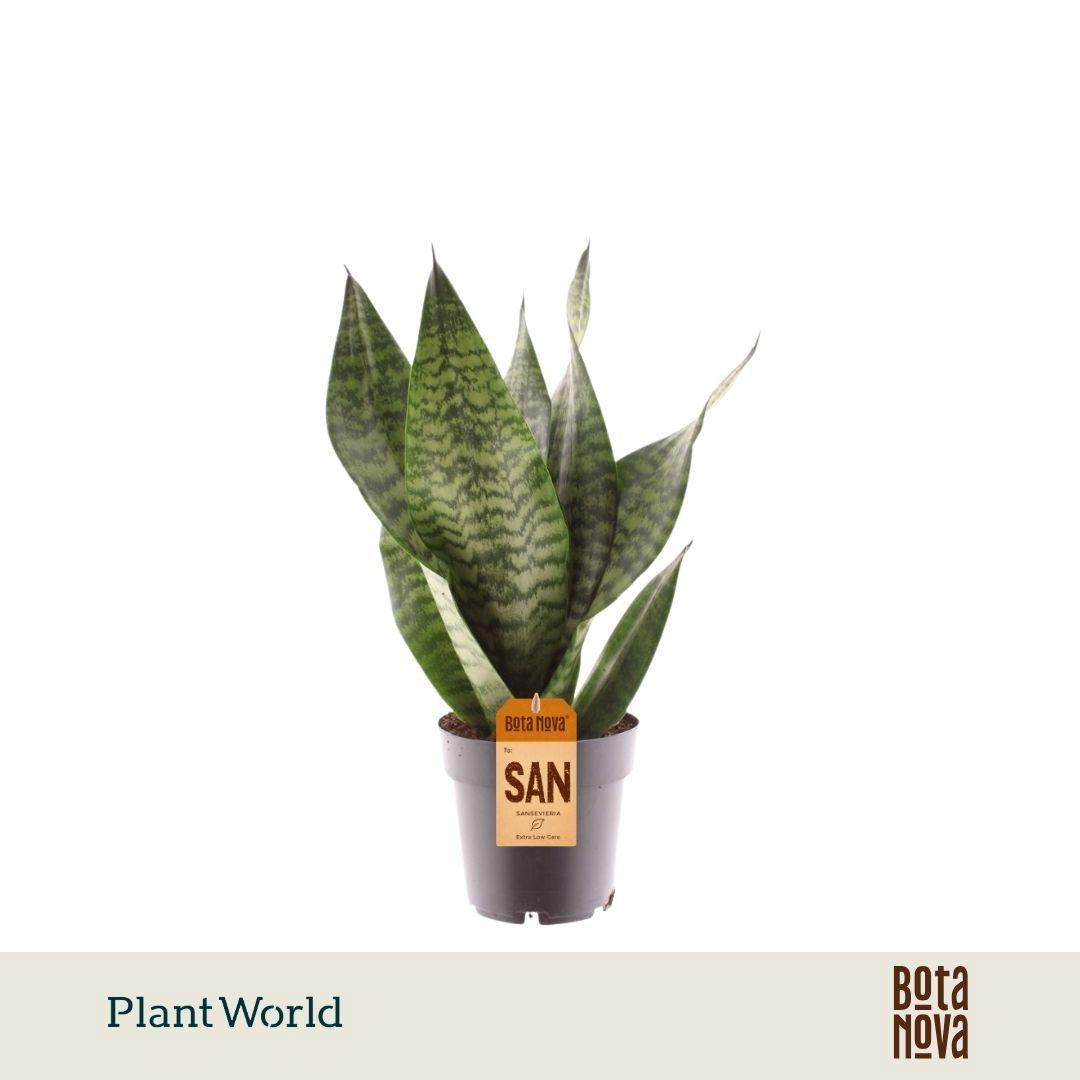 Горшечные цветы и растения оптом Sansevieria Trifasciata Larenzi от 7шт из Голландии с доставкой по России