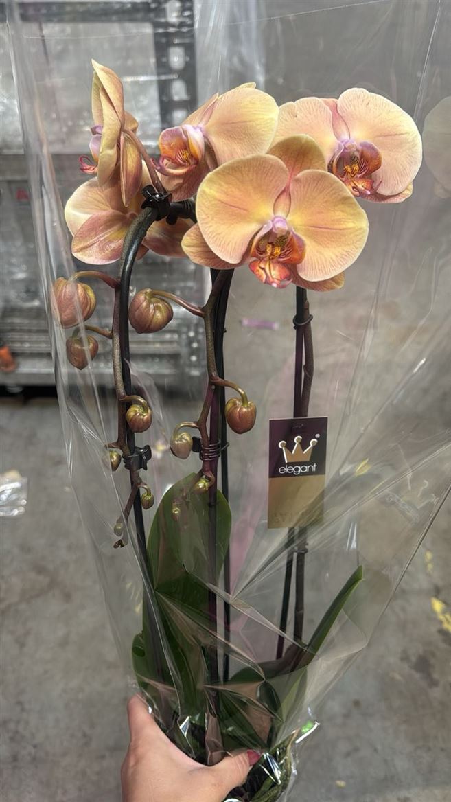 Горшечные цветы и растения оптом Phal Cascade 2st Marmelade 16+ (bernhard) от 8шт из Голландии с доставкой по России