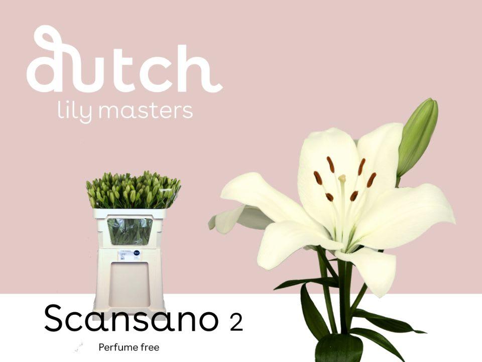 Срезанные цветы оптом Lilium la scansano от 80шт из Голландии с доставкой по России