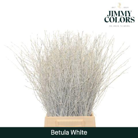 Срезанные цветы оптом Betula paint white от 20шт из Голландии с доставкой по России