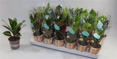 Горшечные цветы и растения оптом Codiaeum Mix от 18шт (для телеги) из Голландии с доставкой по России