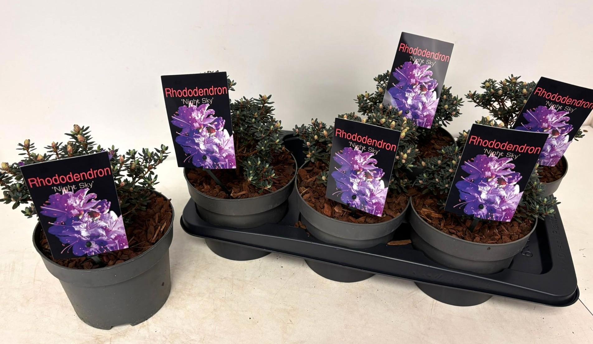 Горшечные цветы и растения оптом Rhod Night Sky от 6шт из Голландии с доставкой по России
