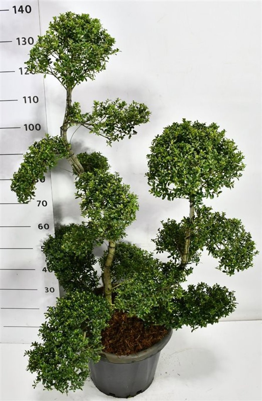 Горшечные цветы и растения оптом Ilex Crenata ´kin Me´ от 1шт из Голландии с доставкой по России