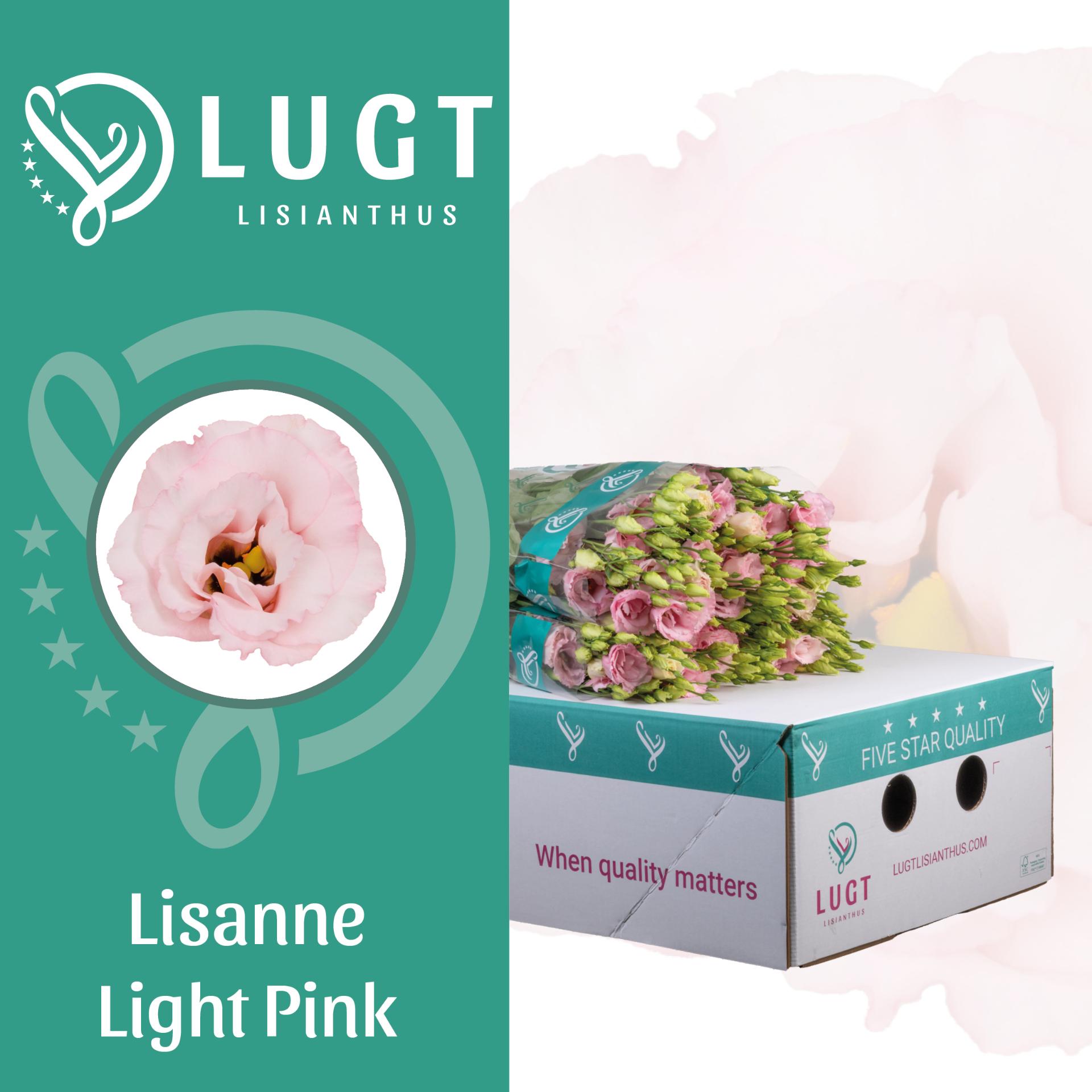 Срезанные цветы оптом Lisianthus do lisanne light pink от 140шт из Голландии с доставкой по России