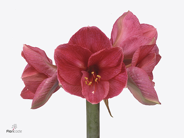 Срезанные цветы оптом Hippeastrum bolero от 12шт из Голландии с доставкой по России