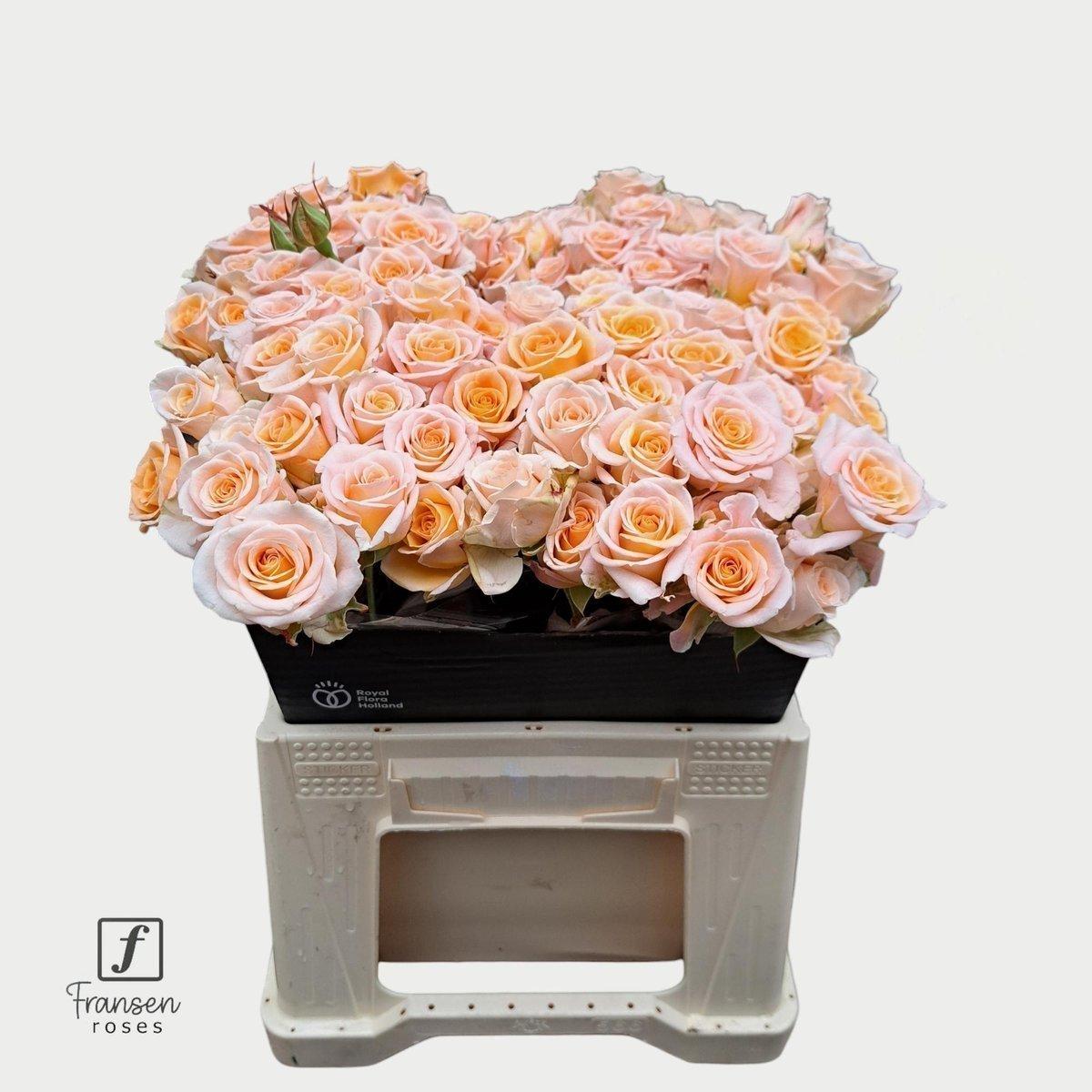 Срезанные цветы оптом Rosa spray morning star от 40шт из Голландии с доставкой по России