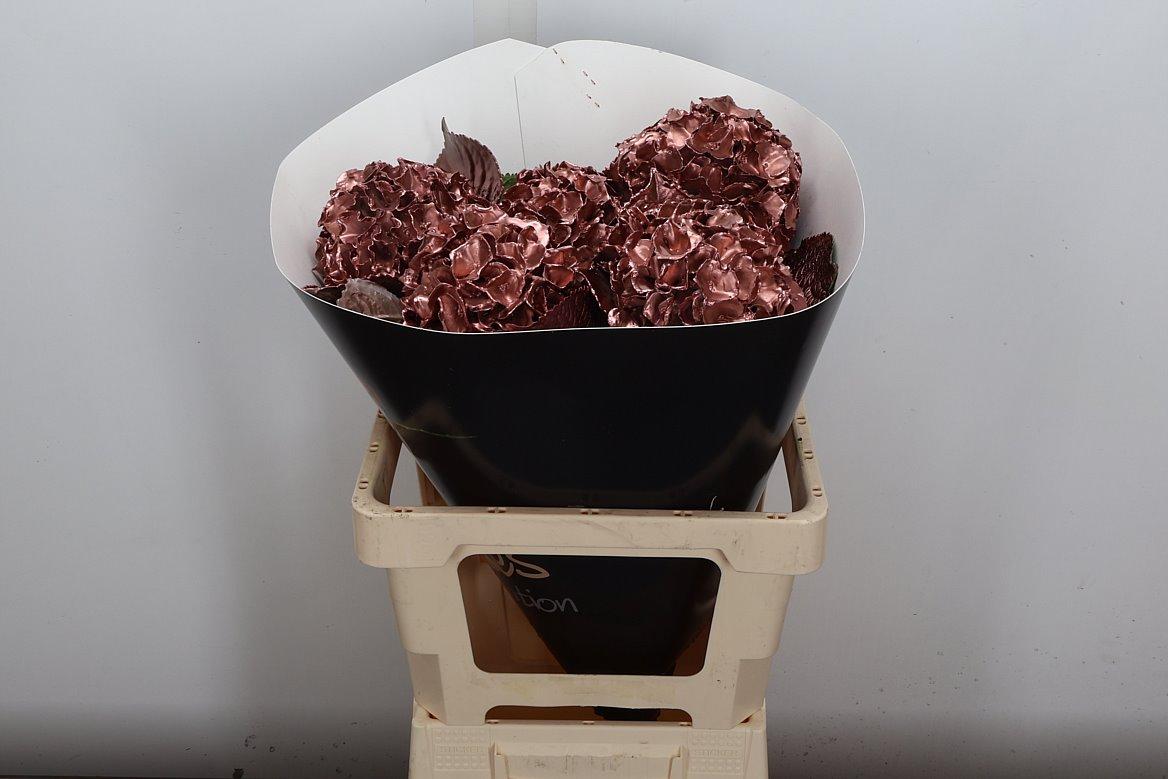 Срезанные цветы оптом Hydrangea paint wax copper от 5шт из Голландии с доставкой по России