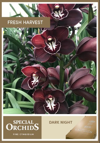 Срезанные цветы оптом Cymbidium red dark night от 10шт.. из Голландии с доставкой по России