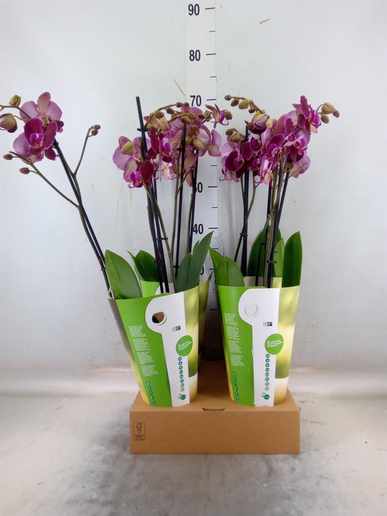 Горшечные цветы и растения оптом Phalaenopsis   ...red от 4шт из Голландии с доставкой по России