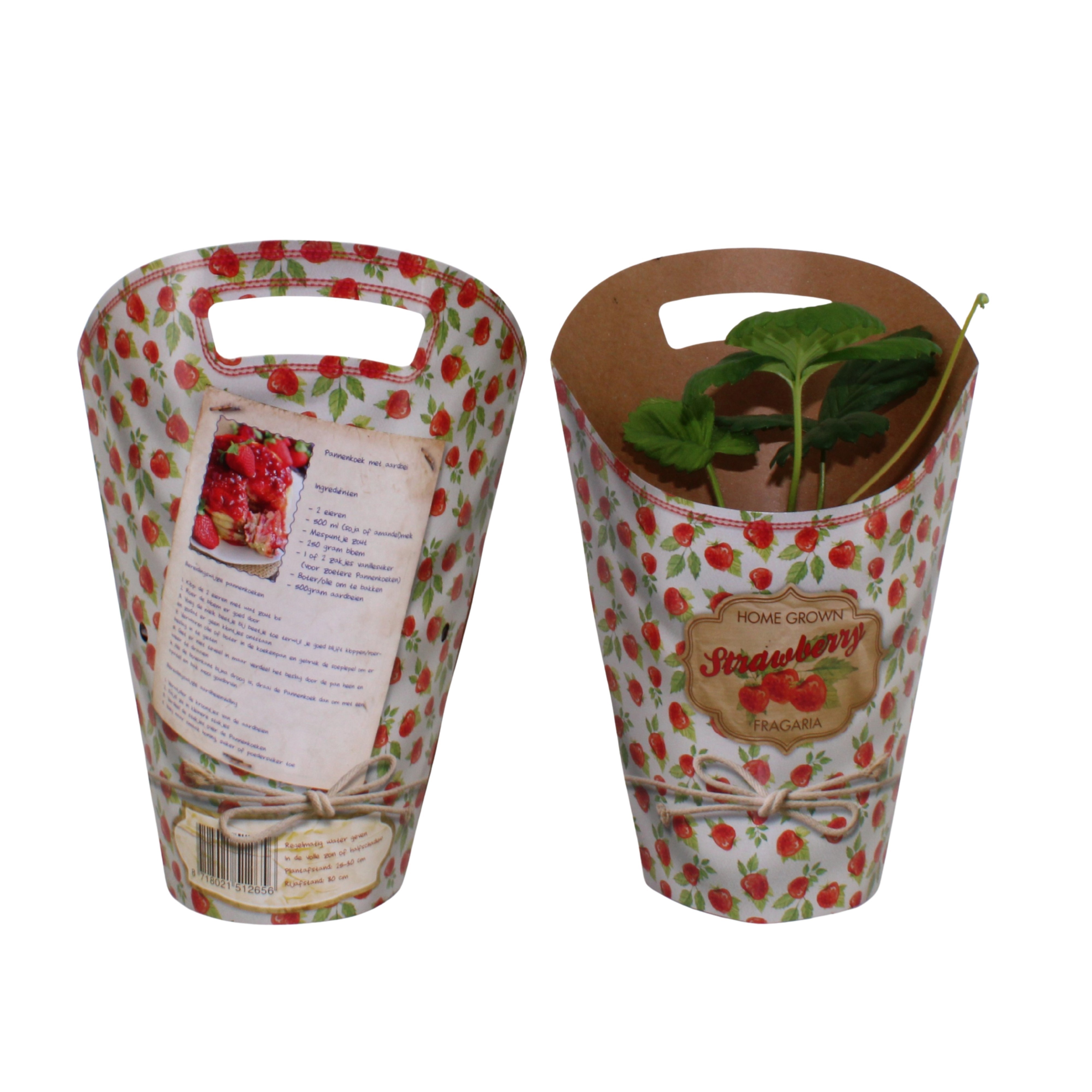 Горшечные цветы и растения оптом Frag Beltran от 6шт из Голландии с доставкой по России