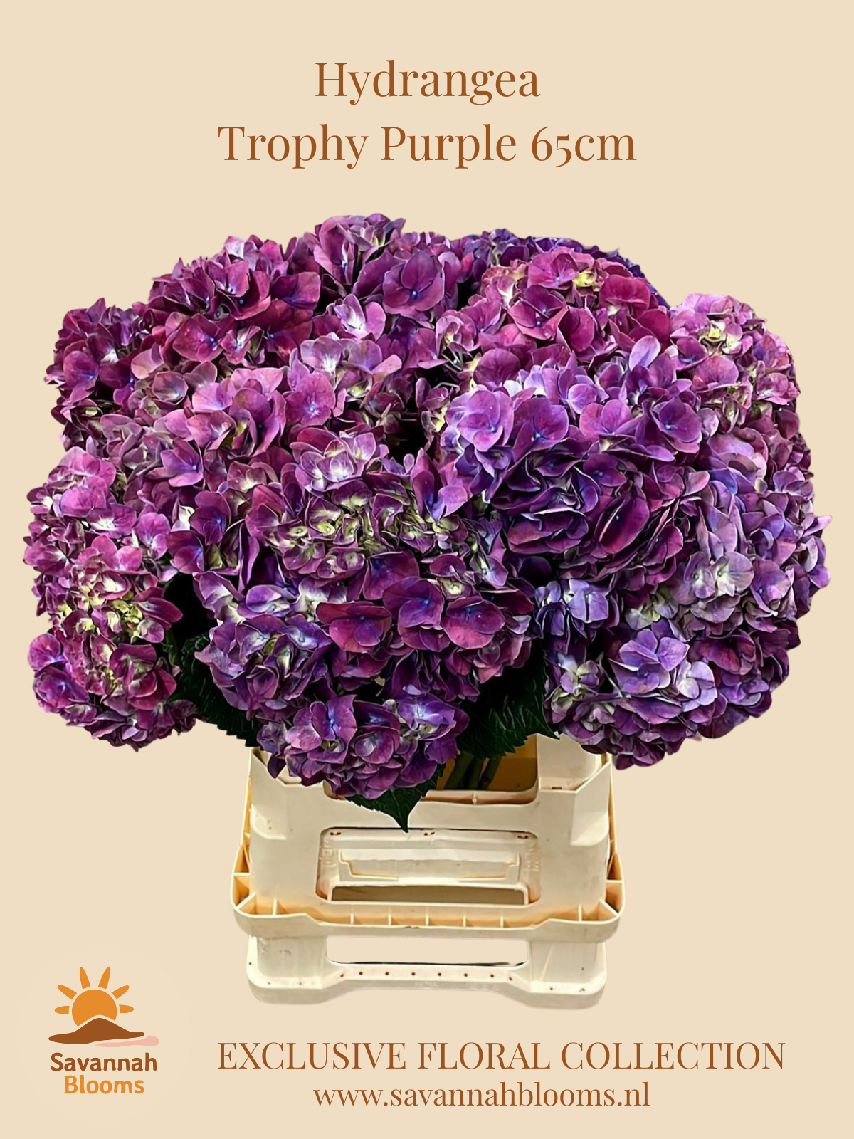 Срезанные цветы оптом Hydrangea mag trophy от 10шт из Голландии с доставкой по России