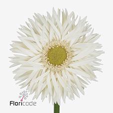 Срезанные цветы оптом Germini gerspider brocade от 80шт из Голландии с доставкой по России