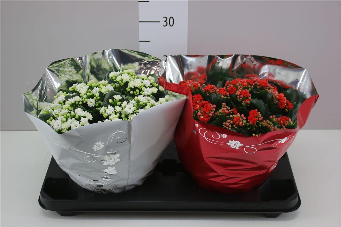 Горшечные цветы и растения оптом Kalanchoe Calandiva Rood Wit от 2шт из Голландии с доставкой по России