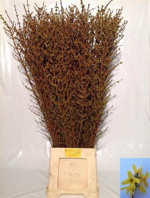 Срезанные цветы оптом Forsythia yellow от 60шт из Голландии с доставкой по России