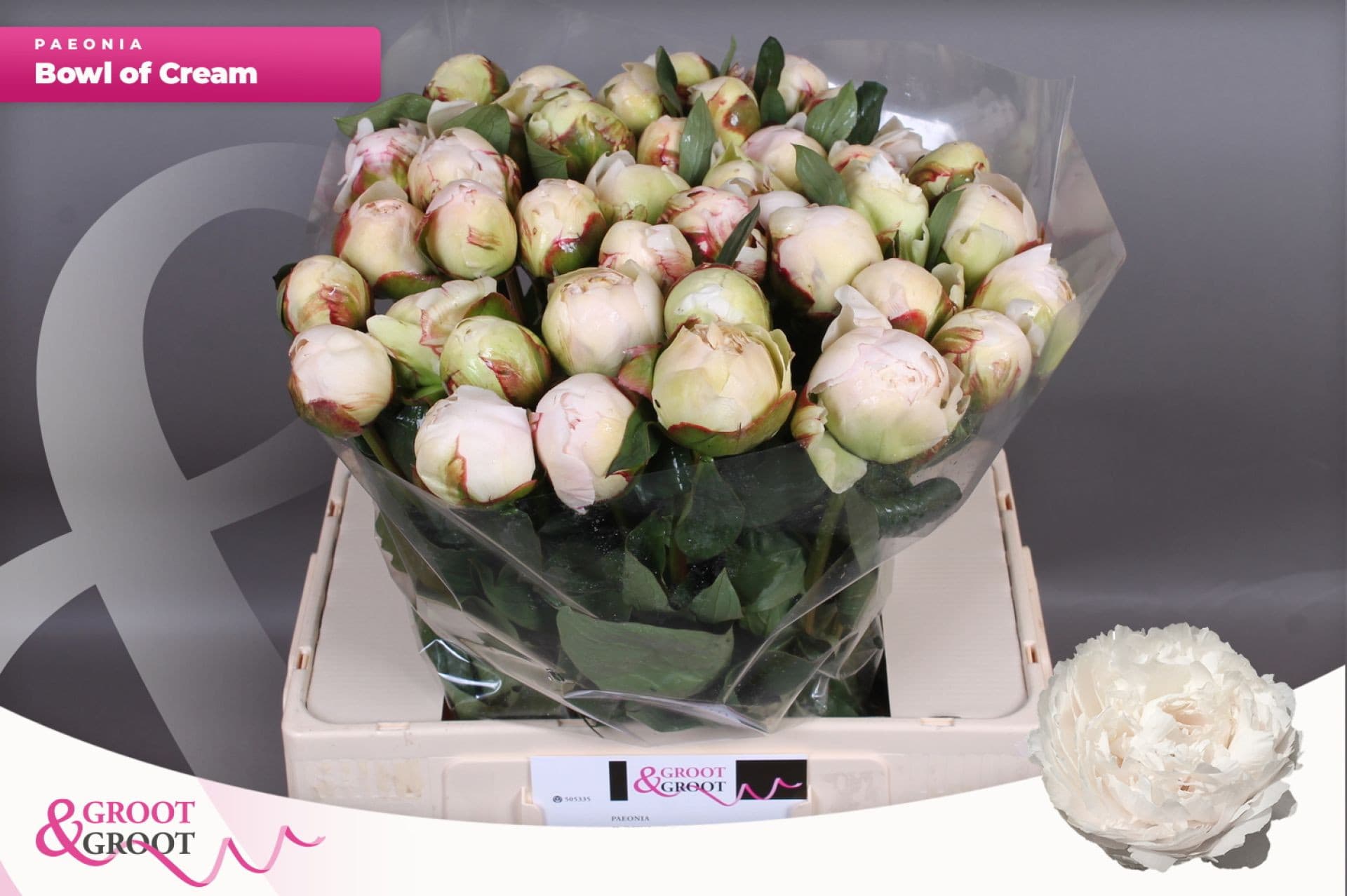 Срезанные цветы оптом Paeonia bowl of cream от 50шт. из Голландии с доставкой по России