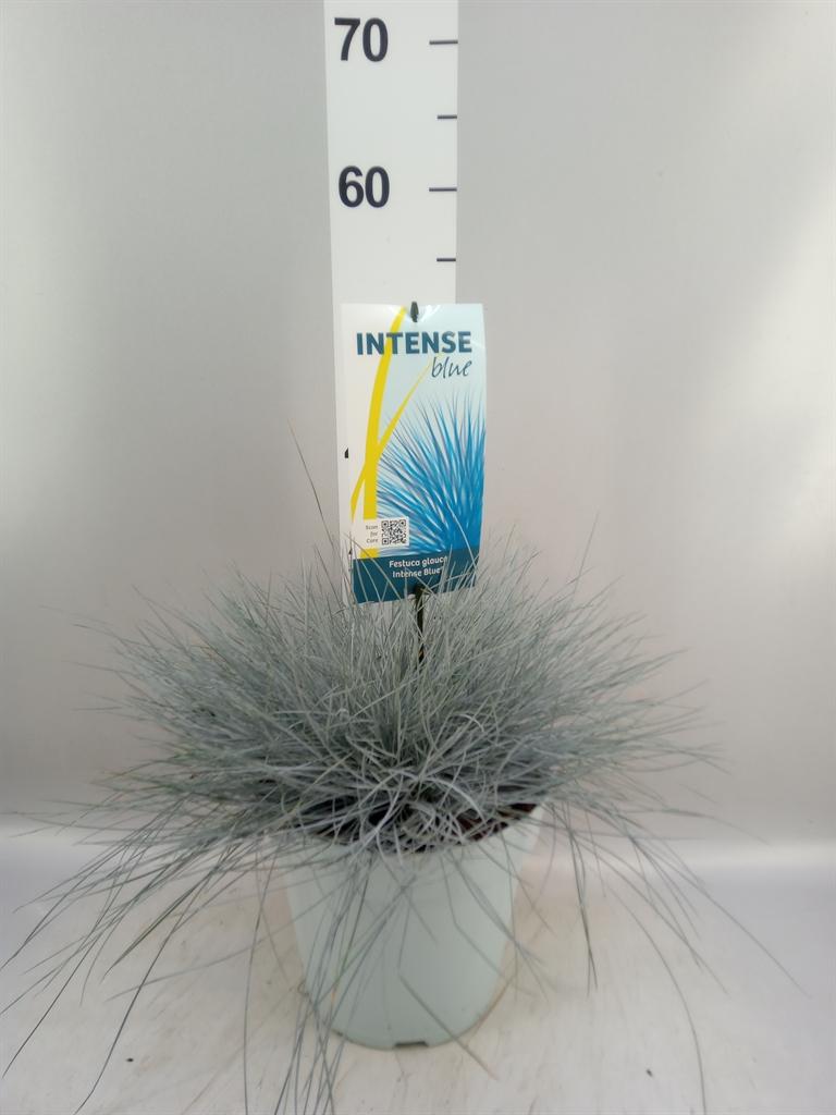 Горшечные цветы и растения оптом Festuca Glauca intens Blue от 1шт из Голландии с доставкой по России