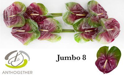 Срезанные цветы оптом Anthurium jumbo от 8шт из Голландии с доставкой по России