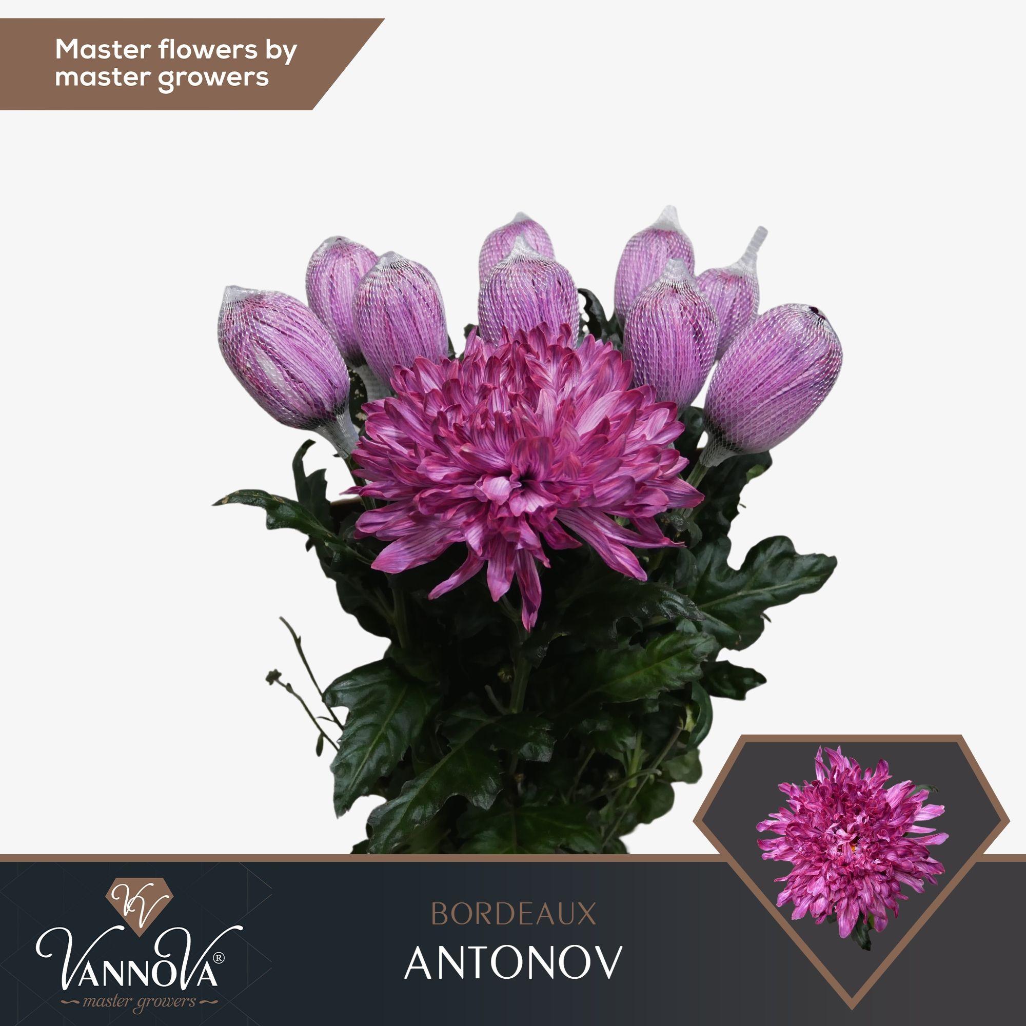 Срезанные цветы оптом Chrys bl paint antonov bordeaux от 20шт. из Голландии с доставкой по России