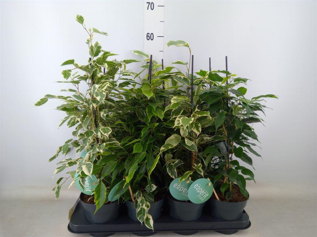 Горшечные цветы и растения оптом Ficus Benja.   ...mix от 8шт из Голландии с доставкой по России