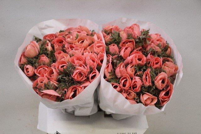 Срезанные цветы оптом Anemone powder salmon от 100шт из Голландии с доставкой по России