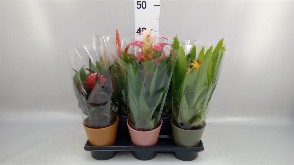 Горшечные цветы и растения оптом Bromelia ...mix от 8шт из Голландии с доставкой по России