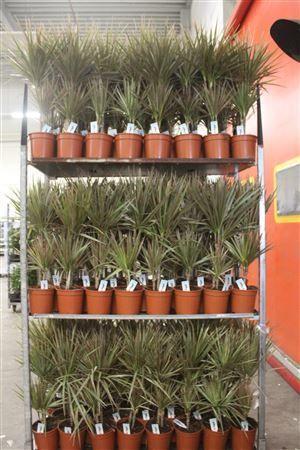 Горшечные цветы и растения оптом Dra Marg Bicolor 30-10cm от 1шт из Голландии с доставкой по России