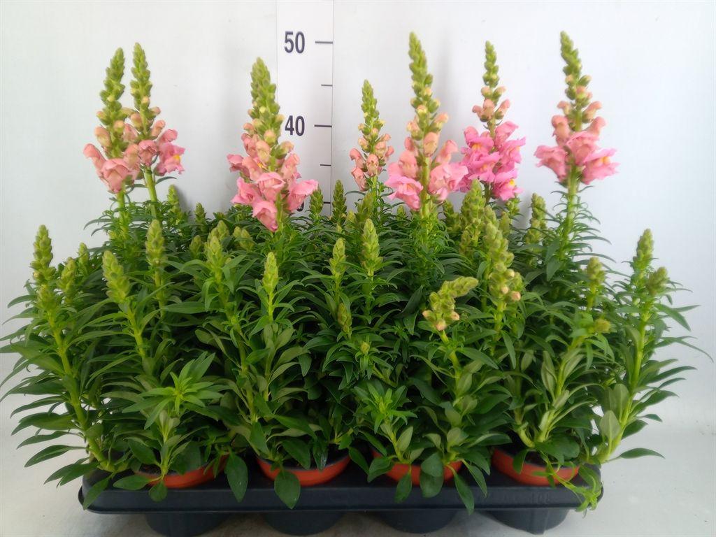 Горшечные цветы и растения оптом Antirrhinum Majus   ... от 8шт из Голландии с доставкой по России