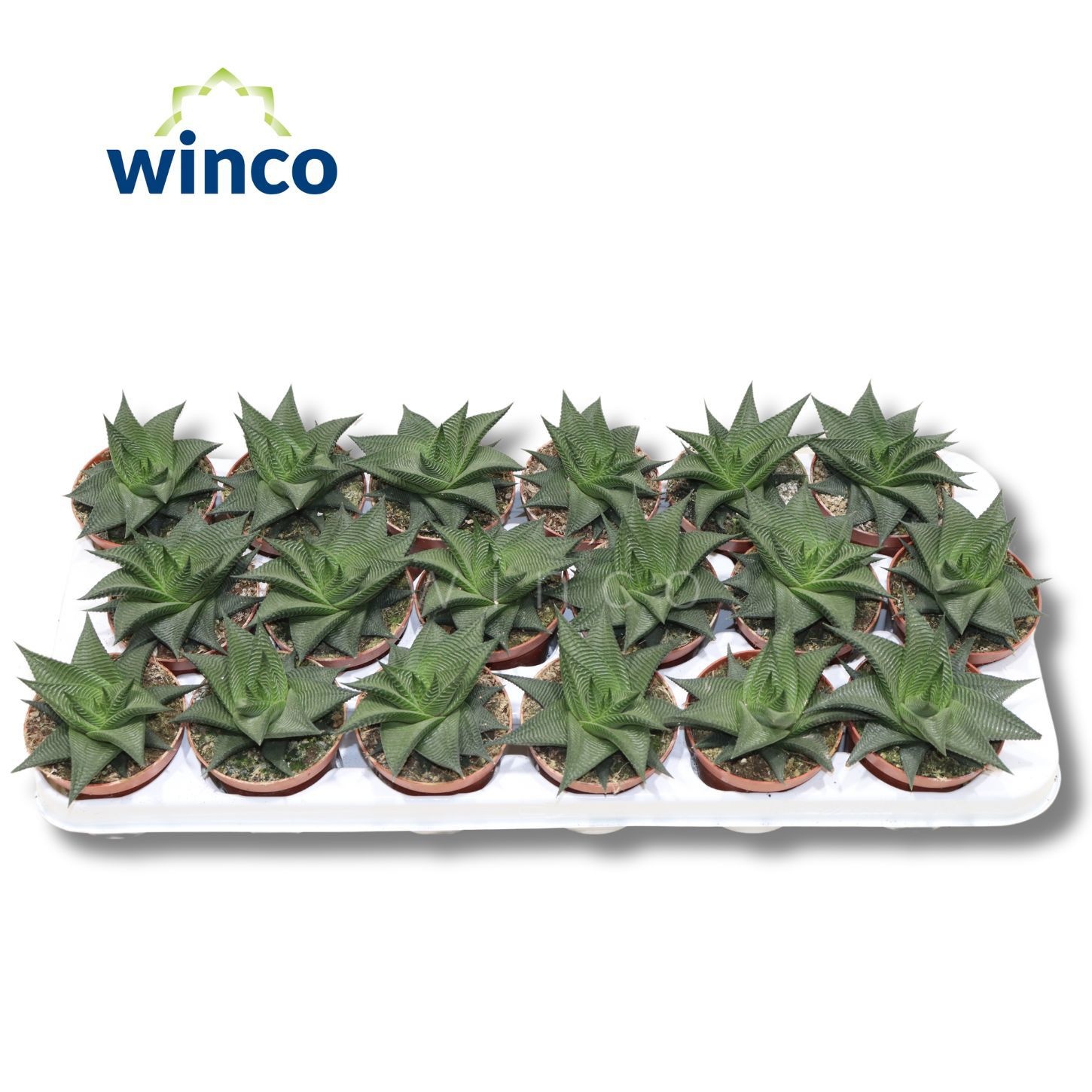 Горшечные цветы и растения оптом Hawo Limifolia от 18шт (для телеги) из Голландии с доставкой по России