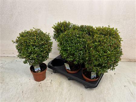 Горшечные цветы и растения оптом Myrtus Com от 6шт из Голландии с доставкой по России