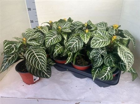 Горшечные цветы и растения оптом Aphelandra Squa Dania Flowering от 8шт из Голландии с доставкой по России
